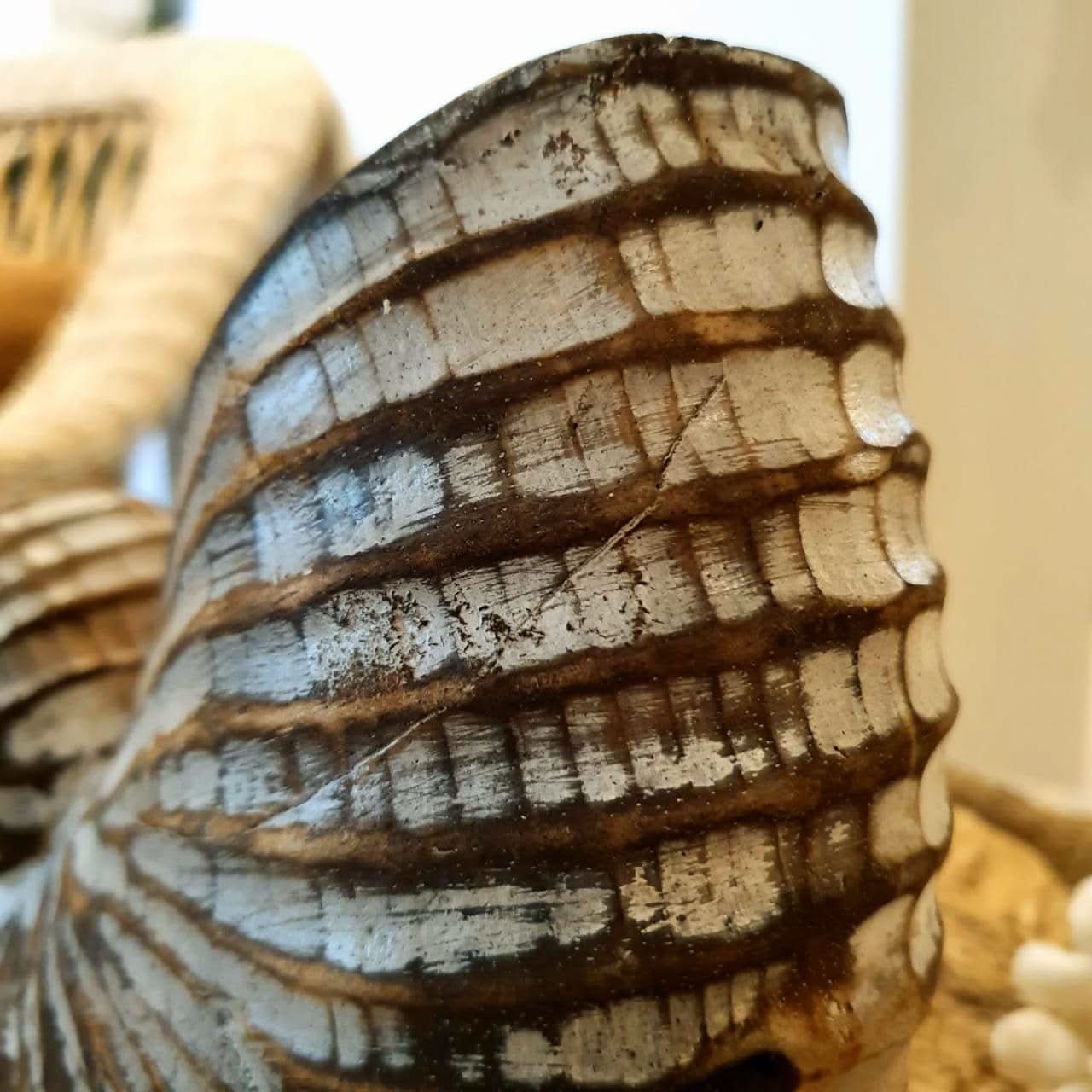 Wood Hand carved Nautilus Shell White Wash - bohemian-beach-house