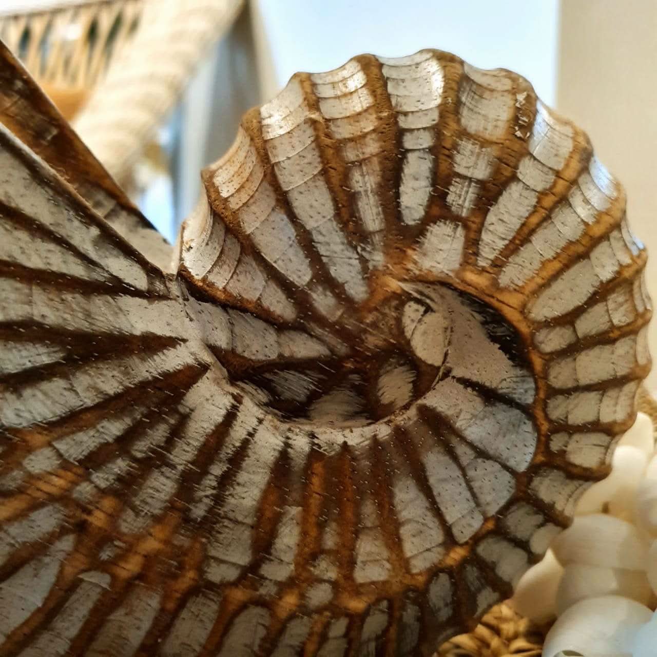 Wood Hand carved Nautilus Shell White Wash - bohemian-beach-house