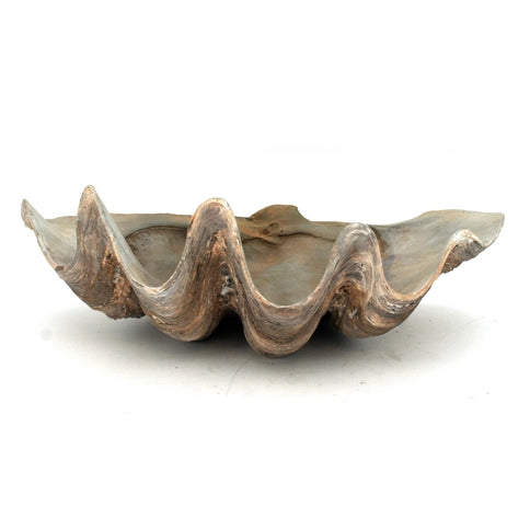Oversized Fossilized Clam Shell