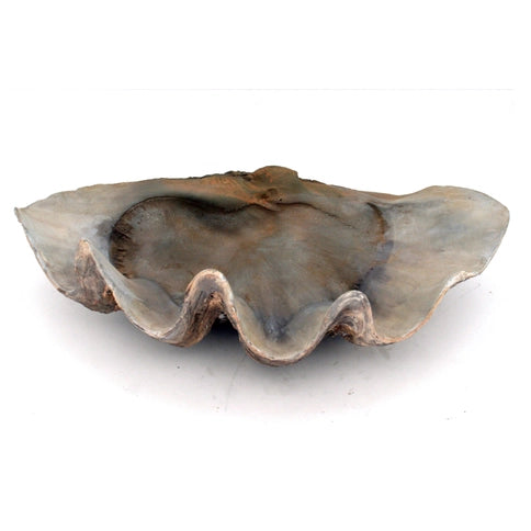 Oversized Fossilized Clam Shell