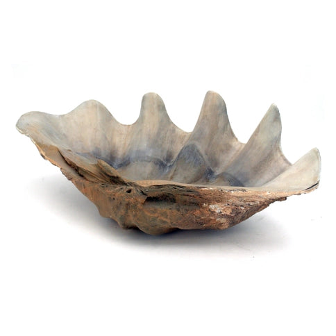 Oversized Fossilized Clam Shell